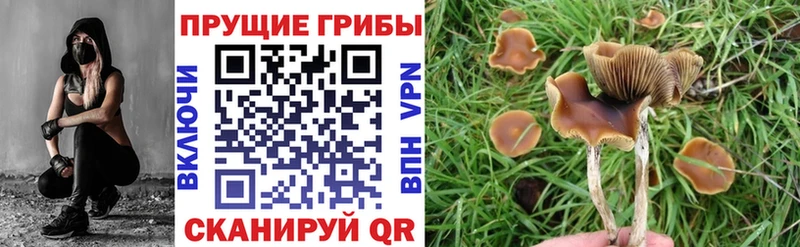 купить наркоту  Евпатория  Псилоцибиновые грибы Magic Shrooms 